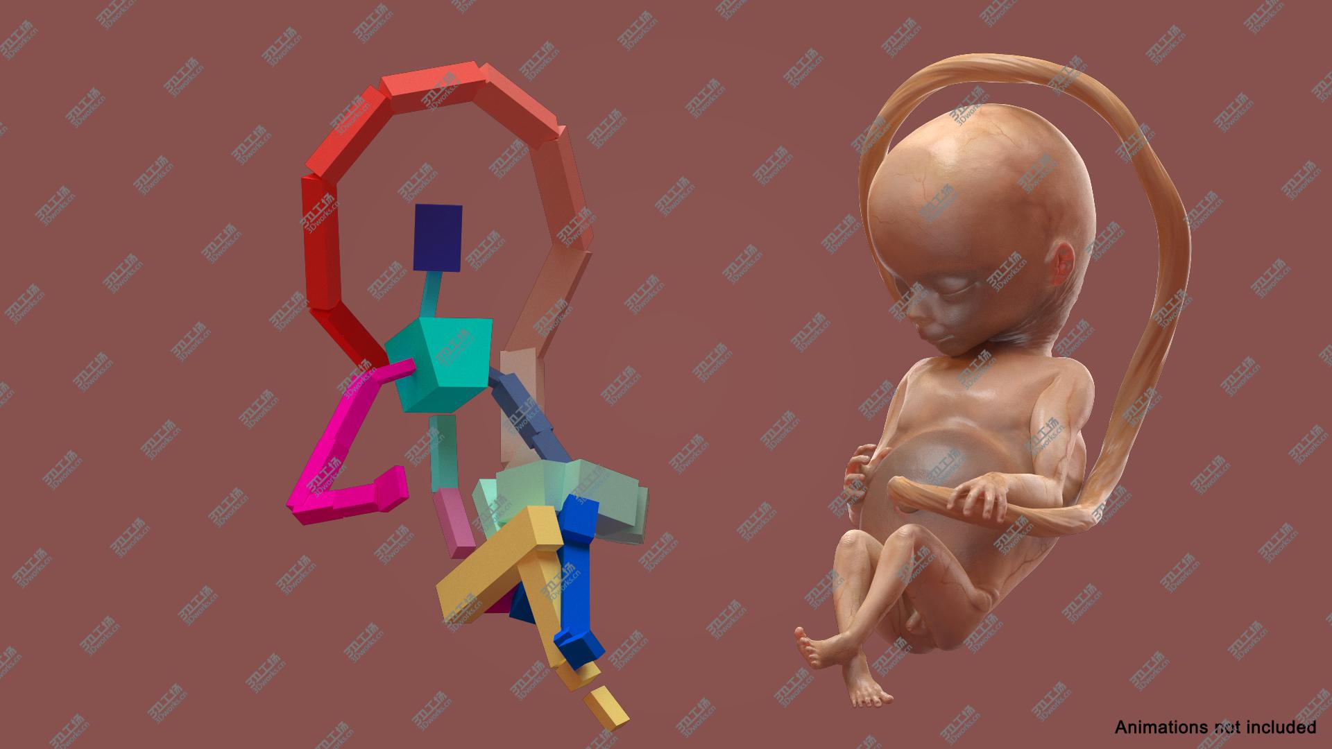 images/goods_img/202104091/Human Fetus 16 Weeks Rigged 3D/4.jpg